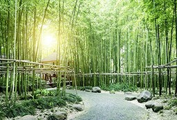 Fototapeta panoramiczna tapeta BAMBOUS VERTS 4x2,70m dekoracja