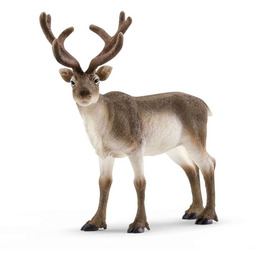 Renifer Wild Life