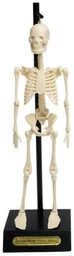 Rex London, Anatomiczny model szkieletu