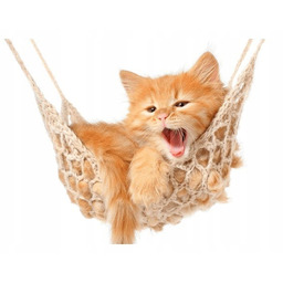 Obraz druk Kotek jego hamak