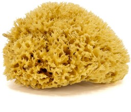 Gąbka morska 14-16 cm