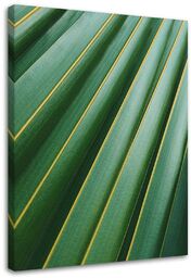 Obraz na płótnie, Fragment liścia palmy 60x90