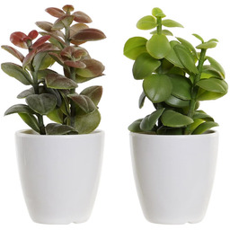 Dekoracyjna roślina marki DKD Home Decor Zielona Orange