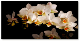 Foto obraz szkło hartowane Orchidea