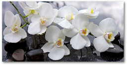 Foto obraz szkło hartowane Orchidea
