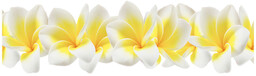 Foto obraz szkło hartowane Plumeria