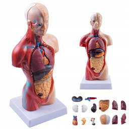 Ludzkie Ciało Model Anatomiczny Narządy Wewnętrzne Demontaż Nauka