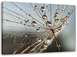 Obraz na płótnie, Dmuchawiec w kroplach rosy 90x60