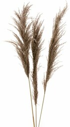 SUSZONA TRAWA PAMPASOWA, naturalny susz 3 szt 115
