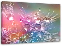 Obraz na płótnie, Krople wody na dmuchawcu 60x40