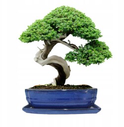 Donica bonsai z podstawką ceramiczna szkliwiona niebieska H:7,8x21x27,3cm