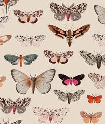 Tapeta Colorful Butterfly Light Beige Wallcolors