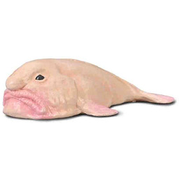 Collecta - Ryba Borron - Figurka kolekcjonerska -