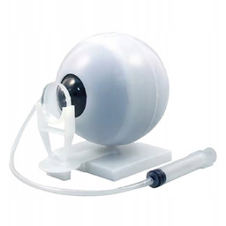 Oko Gałka Oczna Model Anatomiczny Dla Dziecka Laboratorium