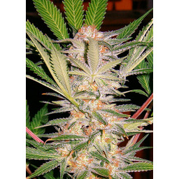 SAD - Nasiona feminizowane 5 szt. Sweet Seeds
