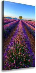 Foto obraz canvas pionowy Pole lawendy