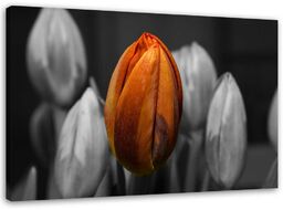 Obraz na płótnie, Pomarańczowy tulipan 60x40