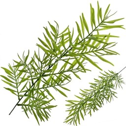 ASPARAGUS GAŁĄZKA LIŚĆ DEKORACJA 60 CM