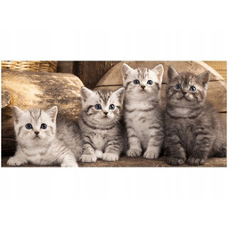 Obraz koty brytyjskie kocięta kotki