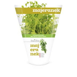 Majeranek doniczka Baziółka 1 szt.