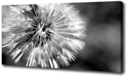 Foto obraz canvas Dmuchawce