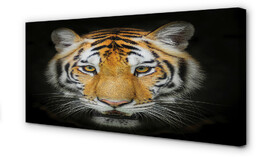 Obraz na płótnie Tygrys