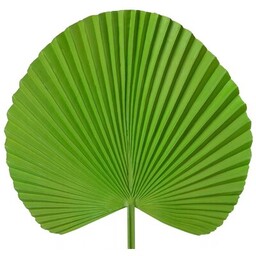 EUROFIRANY Sztuczny kwiat Liść 389773 Zielony Zyskaj