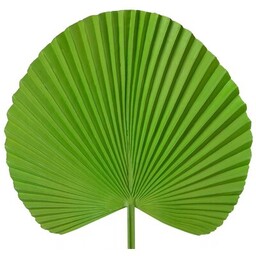 EUROFIRANY Sztuczny kwiat Liść 389752 Zielony