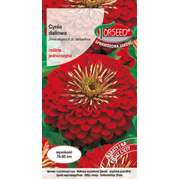 Cynia wytworna daliowa - Zinnia elegans dahliaeflora ciemno