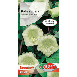 Kobea pnąca - Cobaea scandens biała 0,8g