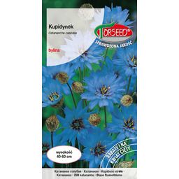 Kupidynek - Catananche caerulea niebieski 0,3g