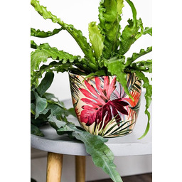 Monza tropikalna fuksja sadzarka 13 cm