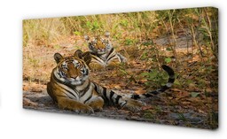Obraz na płótnie Tygrysy