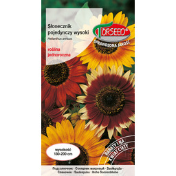 Słonecznik kwiatowy - Helianthus annuus pojedynczy wysoki -