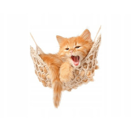 Obraz Kotek jego hamak