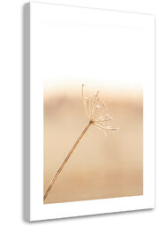 Obraz na płótnie, Samotny dmuchawiec 60x90