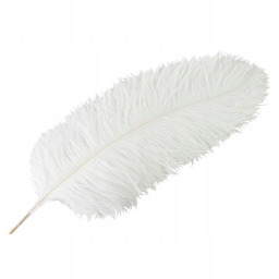 PIÓRO STRUSIE DUŻE DEKORACYJNE BIAŁE 60cm do stroików