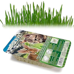 Arquivet Trawa dla kotów w tacy