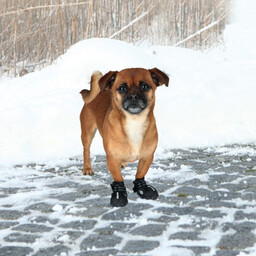 Trixie buty ochronne walker active xs 2 szt.