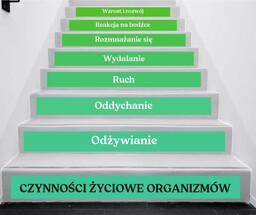 Naklejki na schody: Czynności życiowe organizmów