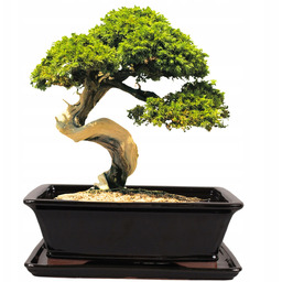 Donica Do Bonsai Z Podstawką Ceramiczna Szkliwiona Czarna