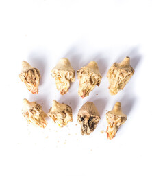 Opuncja figowa, kwiat kaktusa 250g