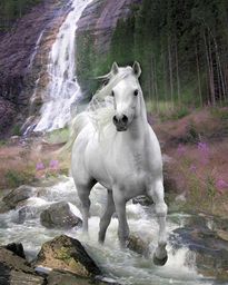 Mini plakat Bob Langrish "Biały koń" wielokolorowe