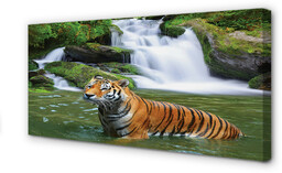 Obraz na płótnie Tygrys wodospad
