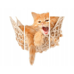 Obraz Kotek jego hamak