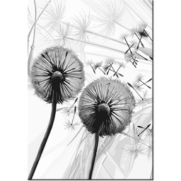 100 70cm Obraz płótno Dmuchawce szarościach płótno rama