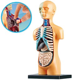 Ciało Ludzkie Model Anatomiczny Edukacyjny Narządy