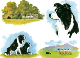 SZKLANA DESKA KUCHENNA - MATOWA Collies - psy