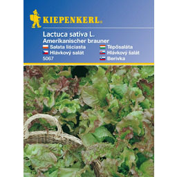 Listový salát Amerik. - semena salátu listového