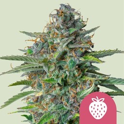 Strawberry Cough Feminizowane Nasiona - 3